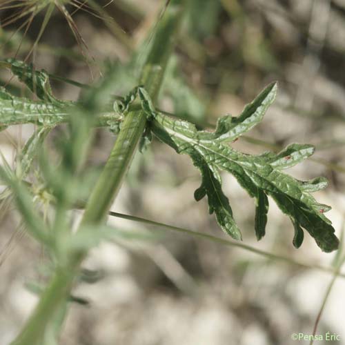 Verveine officinale - Verbena officinalis