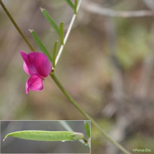 Vesce à feuilles étroites - Vicia angustifolia