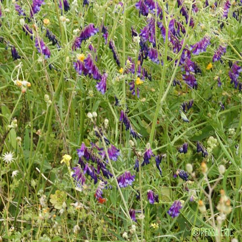 Vesce blanchâtre - Vicia incana