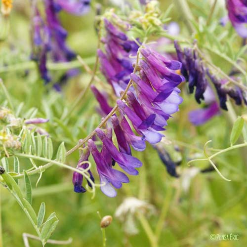 Vesce blanchâtre - Vicia incana