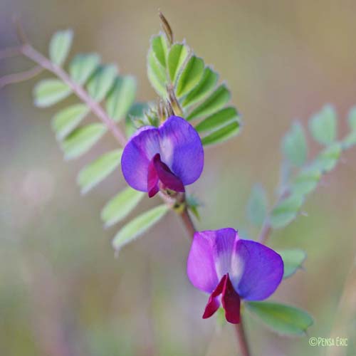 Vesce cultivée - Vicia sativa