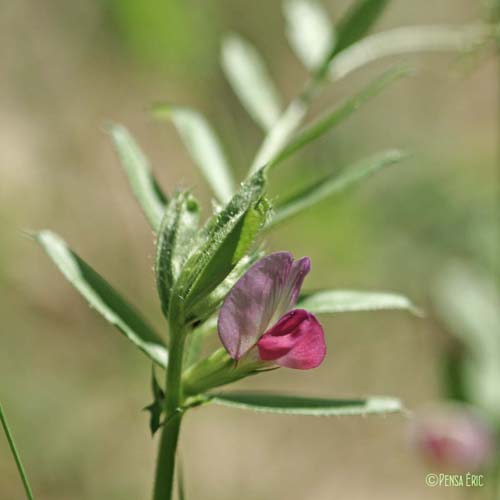 Vesce cultivée - Vicia sativa