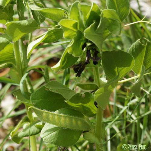 Vesce de Narbonne - Vicia narbonensis