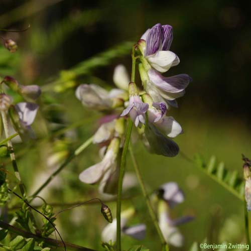 Vesce des bois - Ervilia sylvatica