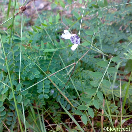 Vesce des bois - Ervilia sylvatica