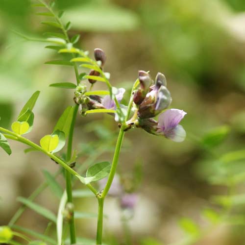 Vesce des haies - Vicia sepium