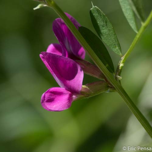 Vesce des moissons - Vicia segetalis