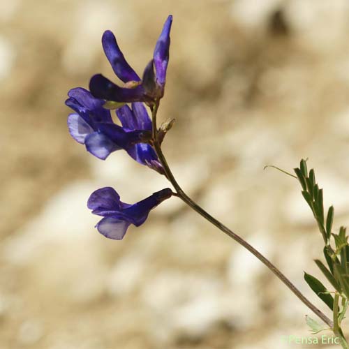 Vesce faux-sainfoin - Vicia onobrychioides