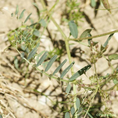 Vesce faux-sainfoin - Vicia onobrychioides