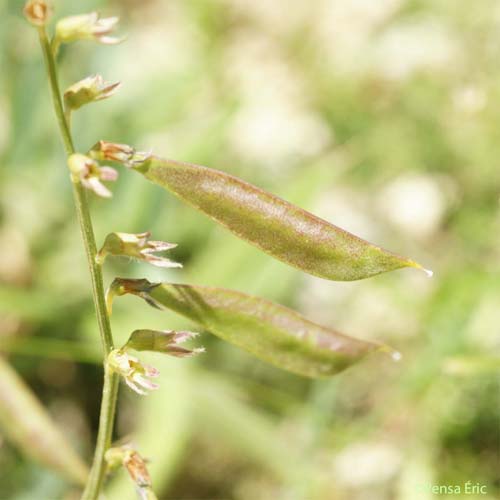 Vesce faux-sainfoin - Vicia onobrychioides