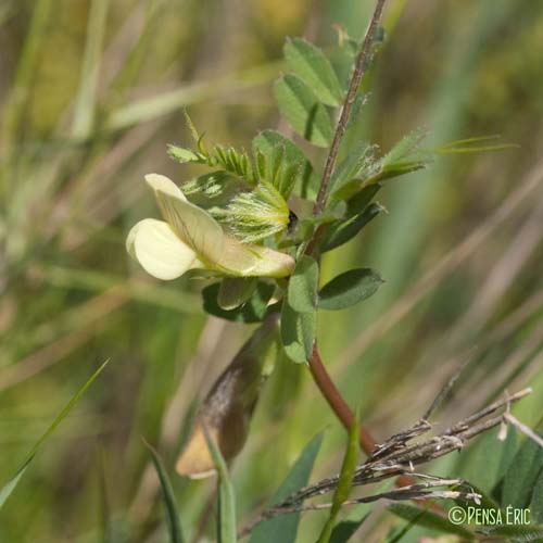 Vesce hybride - Vicia hybrida