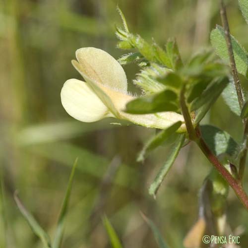 Vesce hybride - Vicia hybrida