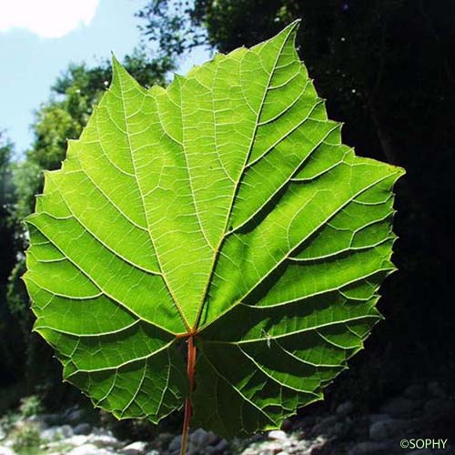 Vigne sauvage - Vitis vinifera subsp. sylvestris