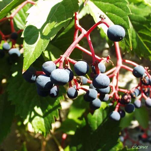 Vigne-vierge - Parthenocissus quinquefolia