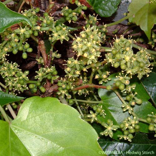 Vigne-vierge à trois pointes - Parthenocissus tricuspidata