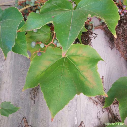 Vigne-vierge à trois pointes - Parthenocissus tricuspidata