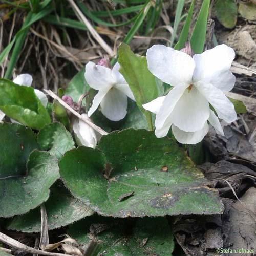 Violette blanche - Viola alba