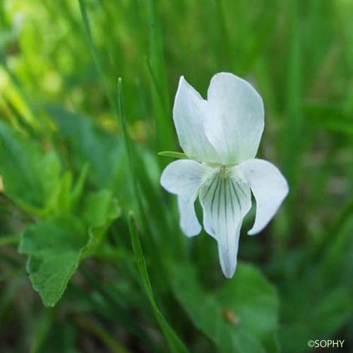 Violette de Jordan - Viola jordanii