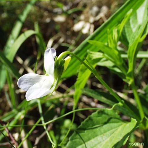 Violette de Jordan - Viola jordanii