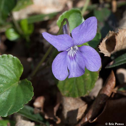 Violette des bois - Viola reichenbachiana