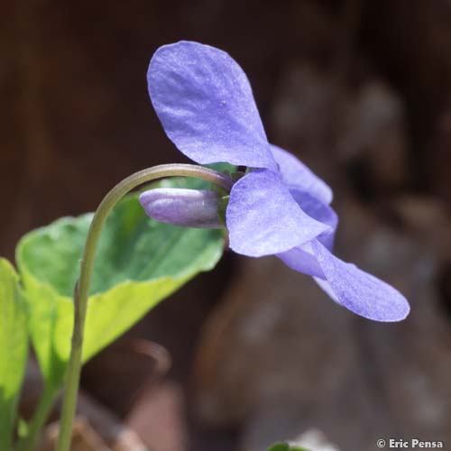 Violette des bois - Viola reichenbachiana