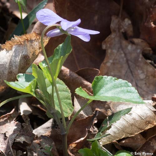 Violette des bois - Viola reichenbachiana