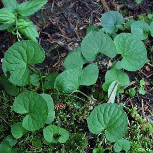 Violette des marais - Viola palustris