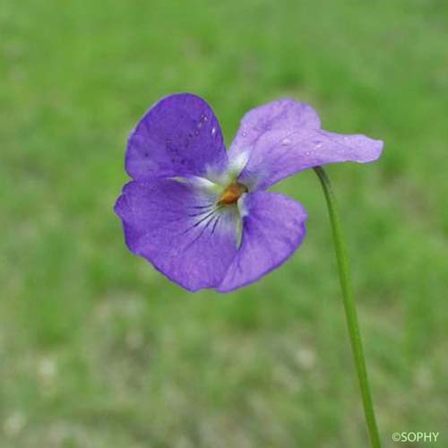 Violette hérissée - Viola hirta