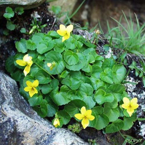 Pensée à deux fleurs - Viola biflora