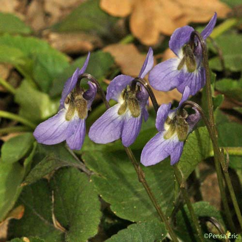 Violette odorante - Viola odorata