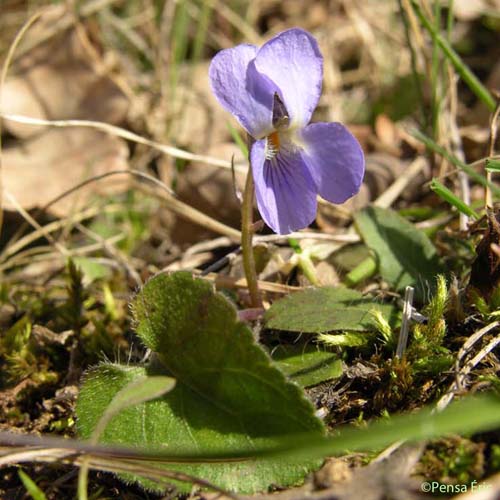 Violette odorante - Viola odorata