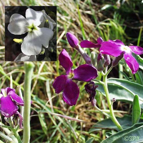 Violier - Matthiola incana subsp. incana