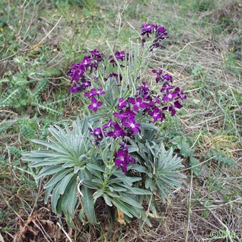 Violier - Matthiola incana subsp. incana