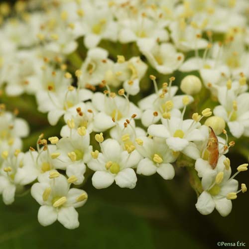 Viorne lantane - Viburnum lantana