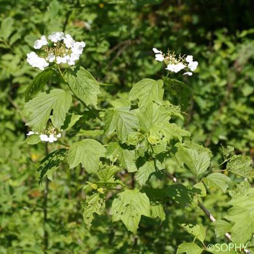 Viorne obier - Viburnum opulus