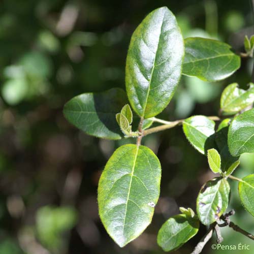 Viorne-tin - Viburnum tinus