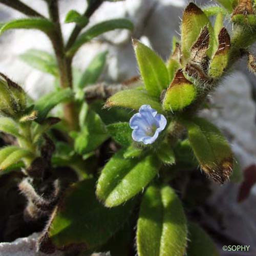 Vipérine à calice persistant - Echium parviflorum