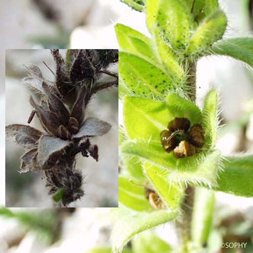 Vipérine à calice persistant - Echium parviflorum