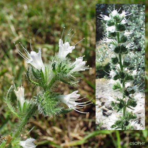 Vipérine d'Italie - Echium italicum subsp. italicum