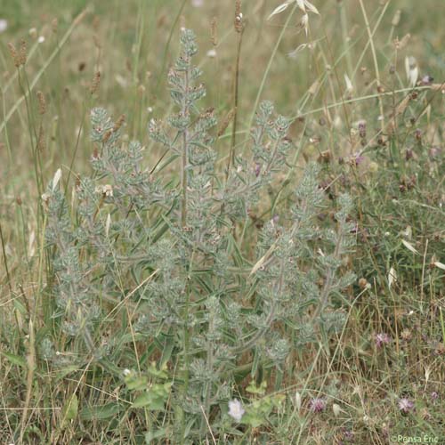 Vipérine des Pyrénées - Echium asperrimum