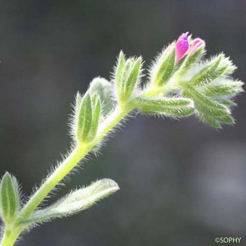 Vipérine des sables - Echium arenarium