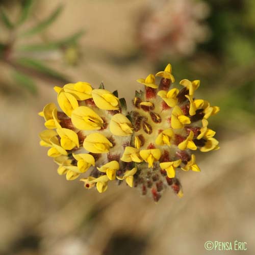 Vulnéraire - Anthyllis vulneraria subsp. vulneraria