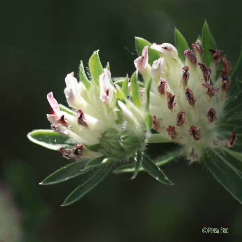 Vulnéraire à fleurs rouges - Anthyllis vulneraria subsp. rubriflora