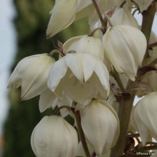 Yucca - Yucca gloriosa