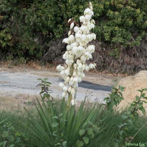 Yucca - Yucca gloriosa