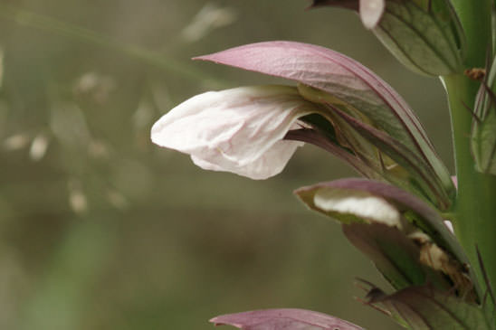 Acanthe à feuilles molles - Acanthus mollis 