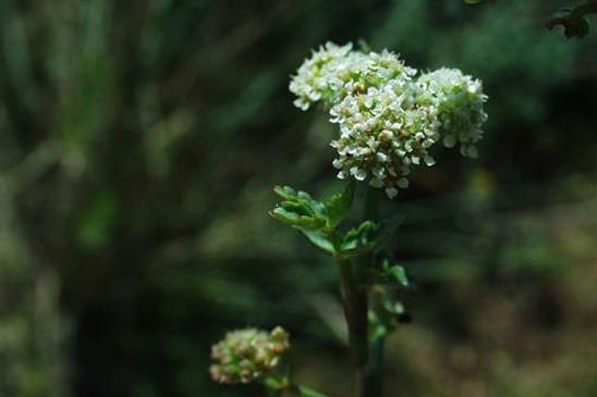 Ache faux-cresson - Helosciadium nodiflorum 