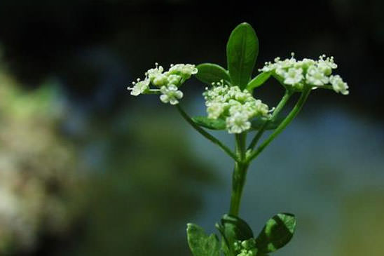 Ache odorante - Apium graveolens 