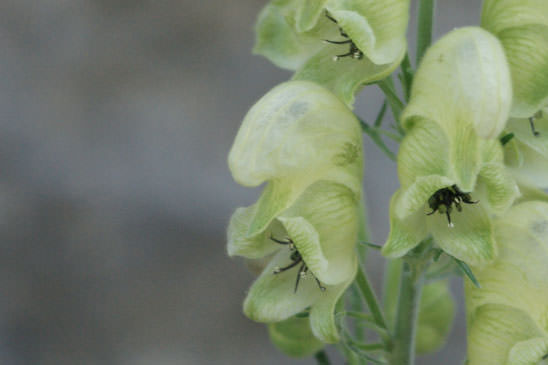 Aconit anthore - Aconitum anthora 