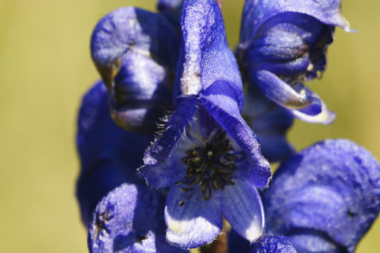 Aconit vulgaire - Aconitum napellus subsp. vulgare